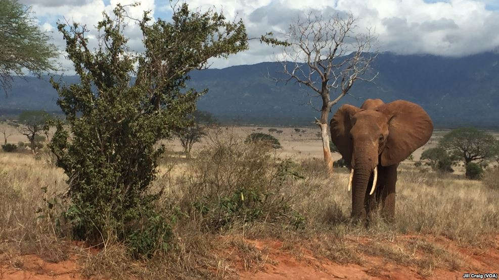 ELEPHANTS